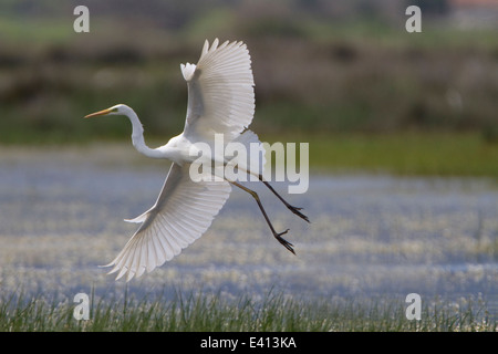 Silberreiher (Egretta Alba) im Flug Stockfoto