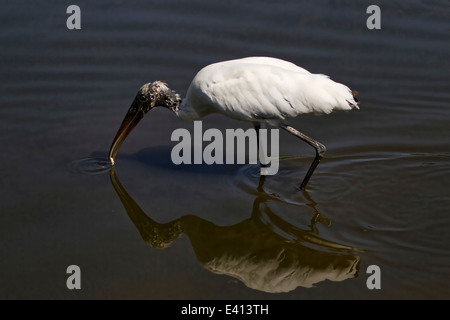 Holz-Storch (Mycteria Americana) mit kleinen Fischen Stockfoto