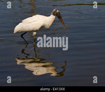 Holz-Storch (Mycteria Americana) Stockfoto