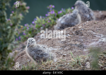 Silbermöwe Küken auf Cowbar Felsen bei Staithes an der Küste von Yorkshire Stockfoto