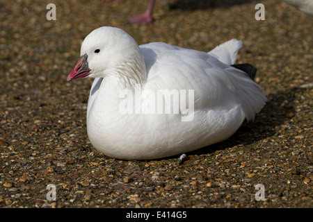 Ross es Gans (Anser Rossii) Stockfoto