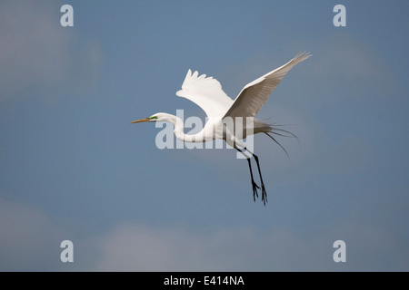 Silberreiher (Egretta Alba) im Flug Stockfoto