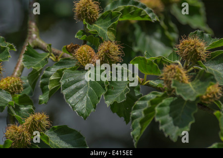 Detail der Früchte der reifenden Früchte der Buche / Fagus sylvatica, die zu 2 "Buchenmasten" (Nüsse) in jeder Schale. Buche Samen. Stockfoto