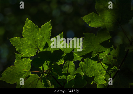 Blätter der Bergahorn / Acer pseudoplatanus gegen den dunklen Hintergrund gesetzt. Sycamore ist Mitglied der Ahorn Familie. Sonnenlicht durch Blätter. Stockfoto