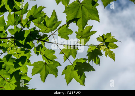 Blätter der Bergahorn / Acer pseudoplatanus gegen Himmel gesetzt. Sycamore ist Mitglied der Ahorn Familie. Sonnenlicht durch Blätter, Blätter Overhead. Stockfoto