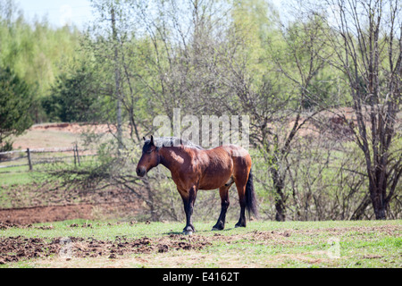 Eine braune Pferd stehend auf ländliche Wiese Stockfoto