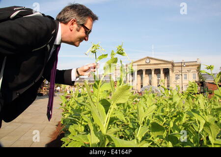 Huddersfield, West Yorkshire, Großbritannien. 2. Juli 2014. Pendler, Peter Slee, stellvertretender Vize-Kanzler, Huddersfield University bewundert Bauernhof. Französische Bauern, Gemüse Grundstücke, Schafe, Hühner, Schweine & eine Kuh erschien über Nacht in St George Square, Pendler außerhalb des Bahnhofs zu begrüßen. Der Bauernhof, der auch 1700 Salate & 700 kg Gemüse, markiert das Finale des 100-Tage-Yorkshire Festival 2014 feiert The Grand fahren kommen, um die Grafschaft. Bildnachweis: Deborah Vernon/Alamy Live-Nachrichten Stockfoto