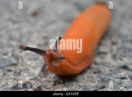 Muenchehagen, Deutschland. 2. Juli 2014. Eine rote Rundheck Schnecken (Arionidae) kriecht über einen Pfad in einem Park in der Nähe von Muenchehagen, Deutschland, 2. Juli 2014. Foto: HOLGER HOLLEMANN/Dpa/Alamy Live News Stockfoto