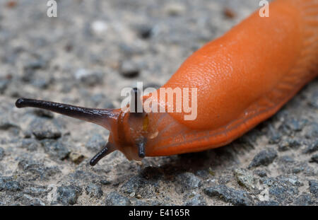 Muenchehagen, Deutschland. 2. Juli 2014. Eine rote Rundheck Schnecken (Arionidae) kriecht über einen Pfad in einem Park in der Nähe von Muenchehagen, Deutschland, 2. Juli 2014. Foto: HOLGER HOLLEMANN/Dpa/Alamy Live News Stockfoto