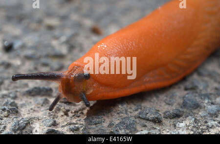 Muenchehagen, Deutschland. 2. Juli 2014. Eine rote Rundheck Schnecken (Arionidae) kriecht über einen Pfad in einem Park in der Nähe von Muenchehagen, Deutschland, 2. Juli 2014. Foto: HOLGER HOLLEMANN/Dpa/Alamy Live News Stockfoto