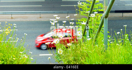 Blumen wachsen am Rande der Autobahn mit Fahrzeugen vorbei zu beschleunigen Stockfoto