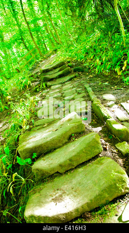 Alte abgenutzte Steinstufen im Wald Stockfoto