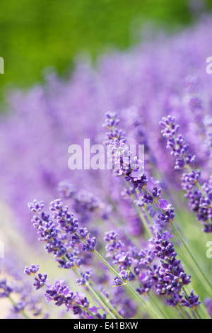 Lavandula Angustifolia Hidcote. Lavendel Hidcote Stockfoto