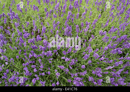 Lavandula Angustifolia Hidcote. Lavendel Stockfoto