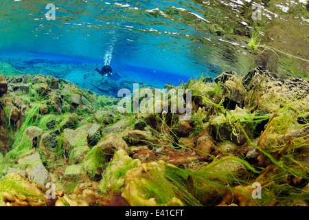 Tauchen in Silfra Riss mit Lagune, Insel, Silfra, Thingvellir Nationalpark, Island Stockfoto