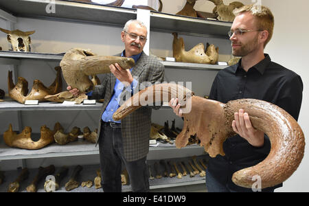 Rehburg-Loccum, Deutschland. 2. Juli 2014. Scientists Martin Sander (R) und Rico Schellhorn präsentieren die Schädelknochen eine 10.000 Jahre alten Auerochsen (R) und einen Büffel in der Dinosaurier-Park Muenchehagen in Rehburg-Loccum, Deutschland, 2. Juli 2014. Etwa 2.500 Knochen aus der Eiszeit sind seziert und in der Werkstatt des Museums untersucht werden. Die einzigartige Sammlung stammt aus dem Nachlass eines Hobby-Wissenschaftlers, die Fossilien in der Region über einen Zeitraum von 50 Jahren gesammelt. Foto: Holger Hollemann/Dpa/Alamy Live News Stockfoto