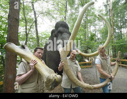 Rehburg-Loccum, Deutschland. 2. Juli 2014. Präparatoren der Saurierpark Muenchehagen präsentieren eines Oberschenkelknochens (L) und ein Mammut-Stoßzahn auf Vorderseite eines Mammut-Modells in Rehburg-Loccum, Deutschland, 2. Juli 2014. Etwa 2.500 Knochen aus der Eiszeit sind seziert und in der Werkstatt des Museums untersucht werden. Die einzigartige Sammlung stammt aus dem Nachlass eines Hobby-Wissenschaftlers, die Fossilien in der Region über einen Zeitraum von 50 Jahren gesammelt. Foto: Holger Hollemann/Dpa/Alamy Live News Stockfoto