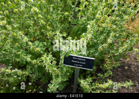 Weißer Andorn in Cowbridge Physic Garden Stockfoto