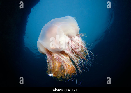 Löwen Mähne Quallen, Gelee, Reykjavík, Gardur, Faxafloi-Bay, Island, North Atlantic Stockfoto