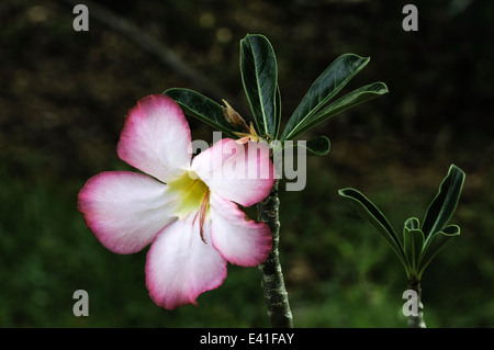 Desert Rose Stockfoto