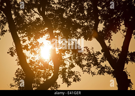 Einstellung der Sonne durch die Äste eines Baumes, Niederlande Stockfoto