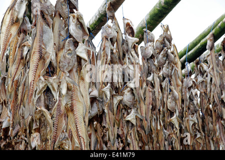 Fische, getrocknet, trockene Haut der Fische, Island Stockfoto