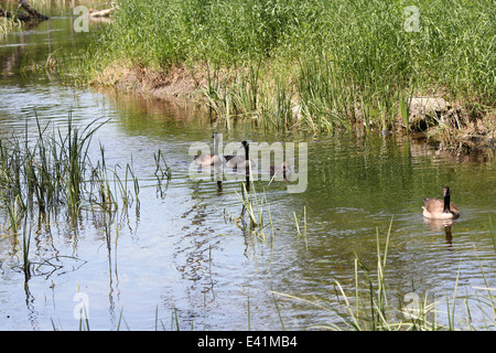 Erwachsenen Kanadagänse und Gosling schwimmen hinunter eine langsame Bewegung Stream. Stockfoto