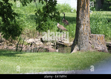 Kanadagänse mit fuzzy Gosling im Wasser und an Land. Die Kanadagans ist in Nordamerika beheimatet. Stockfoto