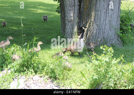 Fuzzy wenig Goslings (Kanadagänse) ca. 1 Monat alt in den Rasen auf Nahrungssuche. Stockfoto