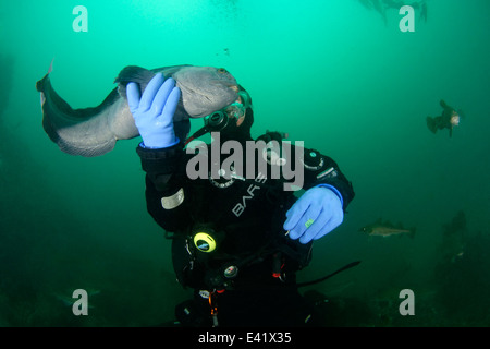 Anarhichas Lupus, Atlantic Steinbeißer und Scuba Diver, wenig Strytan, kleinen Schornstein, Eyjafjord, North Island, Grönland-See Stockfoto