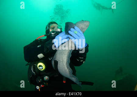 Anarhichas Lupus, Atlantic Steinbeißer und Scuba Diver, wenig Strytan, kleinen Schornstein, Eyjafjord, North Island, Grönland-See Stockfoto