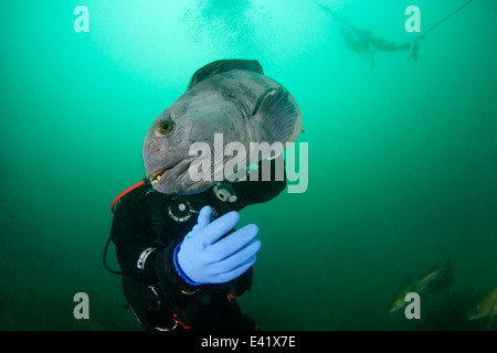 Anarhichas Lupus, Atlantic Steinbeißer und Scuba Diver, wenig Strytan, kleinen Schornstein, Eyjafjord, North Island, Grönland-See Stockfoto