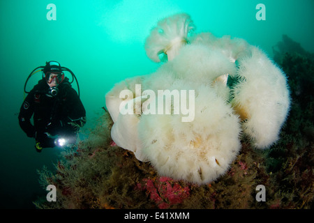 federen Anemone oder Frilles-Anemone und Scuba Diver, wenig Strytan, kleinen Schornstein, Eyjafjord, North Island, Grönland-See Stockfoto