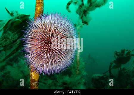 Lila oder violett Seeigel, Reykjavík, Gardur, Faxafloi-Bay, Island, Nord-Atlantik Stockfoto