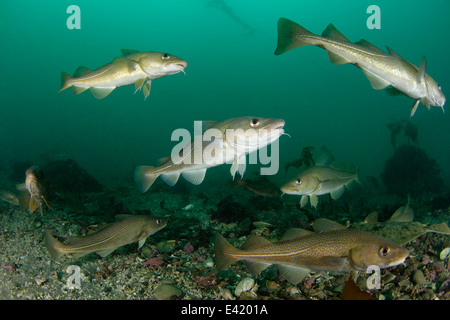 Atlantischer Kabeljau, wenig Strytan, kleinen Schornstein, Akureyri, Eyjafjord, North Island, Grönland-See Stockfoto
