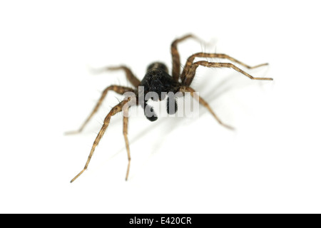 Männliche Pardosa Amentata (gefleckte Wolfspinne), Teil der Familie Lycosidae - Wolf Spinnen. Isoliert auf weißem Hintergrund. Stockfoto