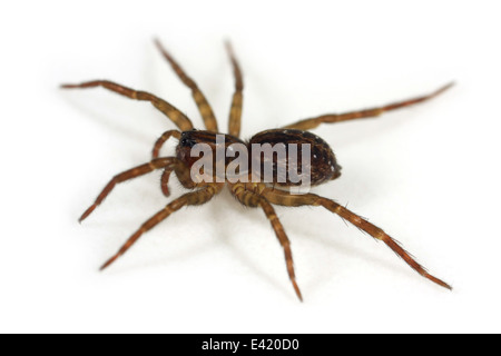 Weibliche Pirata Hygrophilus Spinne, Teil der Familie Lycosidae - Wolf Spinnen. Isoliert auf weißem Hintergrund. Stockfoto