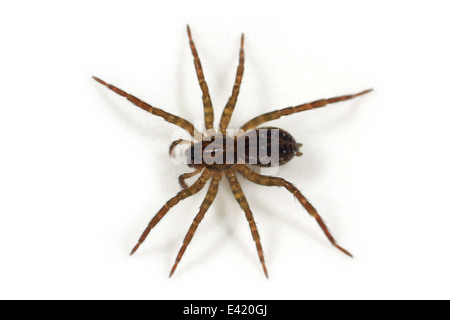 Weibliche Pirata Hygrophilus Spinne, Teil der Familie Lycosidae - Wolf Spinnen. Isoliert auf weißem Hintergrund. Stockfoto