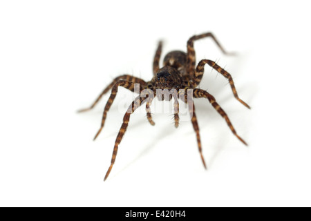 Weibliche Pardosa Amentata (gefleckte Wolfspinne), Teil der Familie Lycosidae - Wolf Spinnen. Isoliert auf weißem Hintergrund. Stockfoto