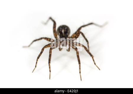 Weibliche Nadelstreifen Wolfspinne (Pardosa Monticola), Teil der Familie Lycosidae - Wolf Spinnen. Isoliert auf weißem Hintergrund. Stockfoto