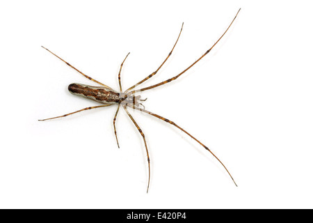 Weibliche Schatten Stretch-Spider (Tetragnatha Montana), Teil der Familie Tetragnathidae - Longjawed Orbweavers oder Stretch-Spinnen. Stockfoto