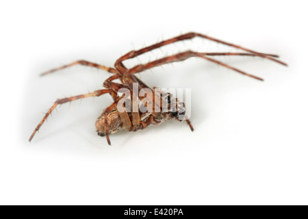 Männlich-Brücke Spider (Larinioides Sclopetarius), Teil der Familie Araneidae - Orbweavers. Isoliert auf weißem Hintergrund. Stockfoto