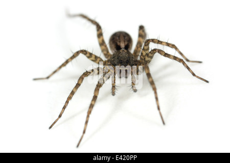 Weibliche Pardosa Amentata (gefleckte Wolfspinne), Teil der Familie Lycosidae - Wolf Spinnen. Isoliert auf weißem Hintergrund. Stockfoto