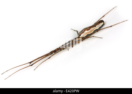 Weibliche Schatten Stretch-Spider (Tetragnatha Montana), Teil der Familie Tetragnathidae - Longjawed Orbweavers oder Stretch-Spinnen. Stockfoto