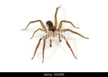 Männlichen Piraten Otter-Spider (Pirata Piraticus), Teil der Familie Lycosidae - Wolf Spinnen. Isoliert auf weißem Hintergrund. Stockfoto