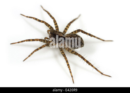 Weibliche Pardosa Amentata (gefleckte Wolfspinne), Teil der Familie Lycosidae - Wolf Spinnen. Isoliert auf weißem Hintergrund. Stockfoto