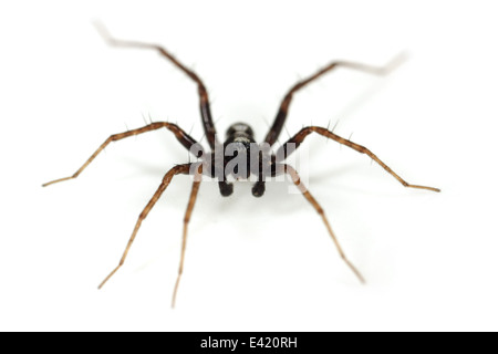Männliche Pardosa Lugubris Spinne, Teil der Familie Lycosidae - Wolf Spinnen. Isoliert auf weißem Hintergrund. Stockfoto