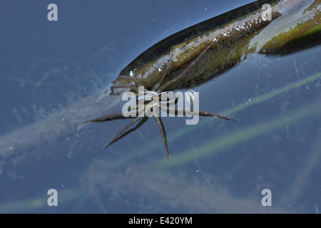 Pirate Otter-Spider (Pirata Piraticus), Teil der Familie Lycosidae - Wolf Spinnen. N der Oberfläche ruhen. Stockfoto