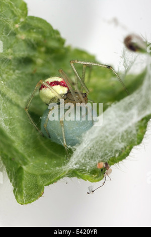 Weibliche Candystripe oder Polymorphic Spinne (Enoplognatha Ovata) in seinem Nest, Teil der Familie Theridiidae - Spinnennetz Weber. Stockfoto