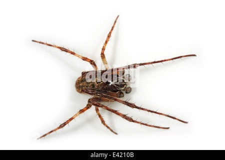 Männlich-Brücke Spider (Larinioides Sclopetarius), Teil der Familie Araneidae - Orbweavers. Isoliert auf weißem Hintergrund. Stockfoto